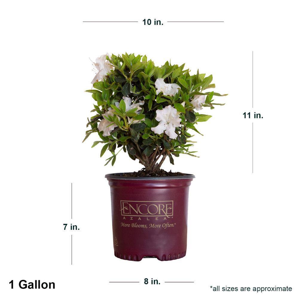 ENCORE AZALEA 1 Gal. Autumn Lily Shrub with Brilliant White and Purple Streaking Reblooming Flowers 80441