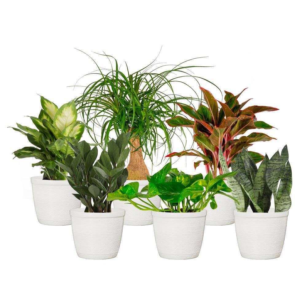 Vigoro 6 in. Sansevieria Pothos ZZ Dieffenbachia Siam and Ponytail Plant in White Decor Planter (6 Pack) M-6FOL-S-APV-06