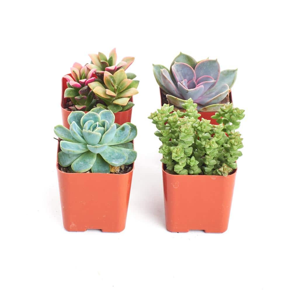 Shop Succulents 2 in. Premium Pastel Succulent (Collection of 4) P4