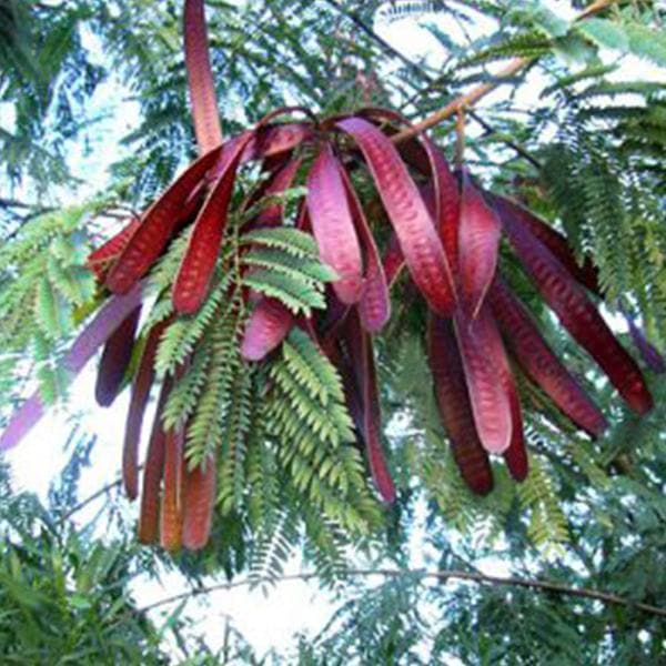 Anjan, Hardwickia Elliptica - Plant