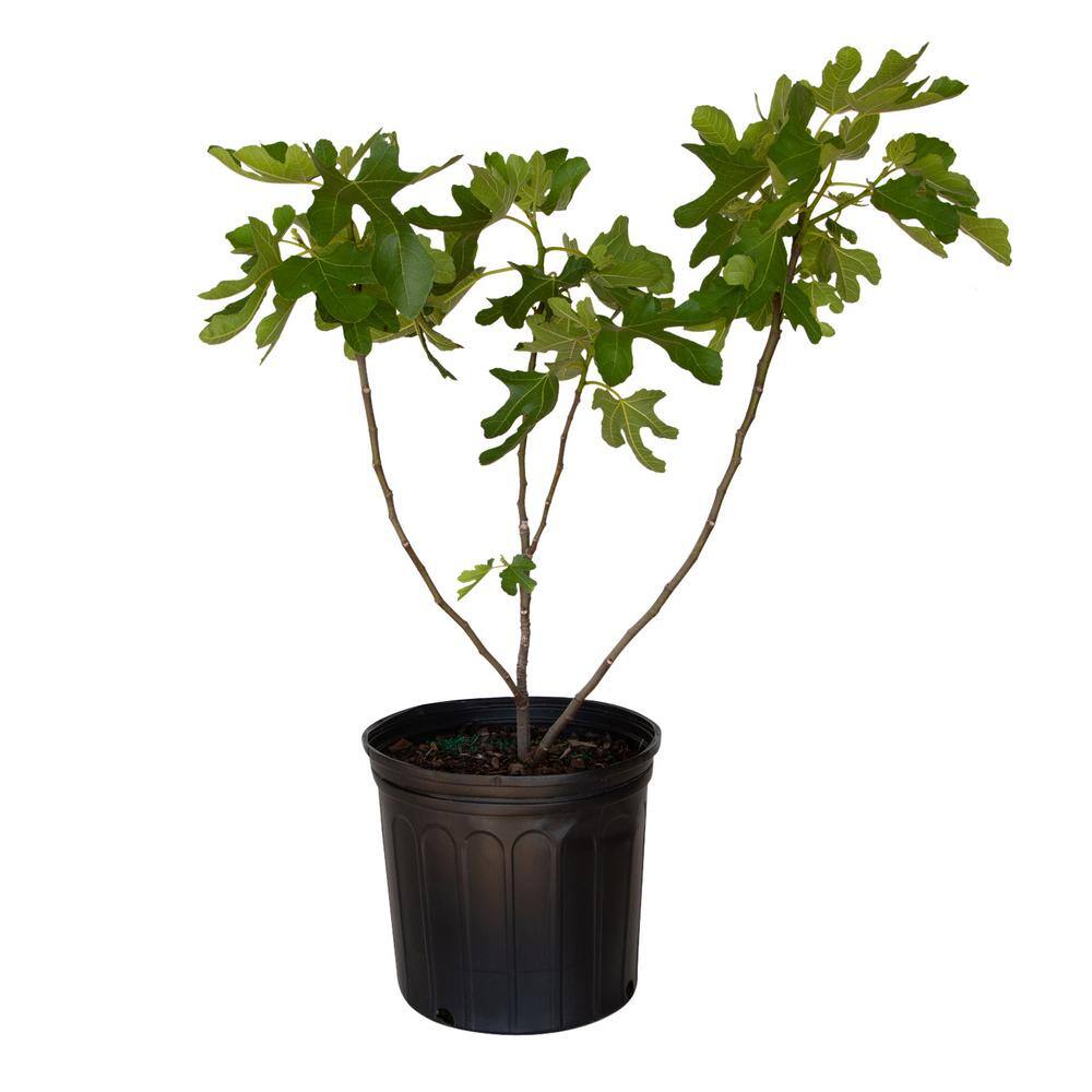 FLOWERWOOD 2.5 Gal. Brown Turkey Fig Tree 20503FL
