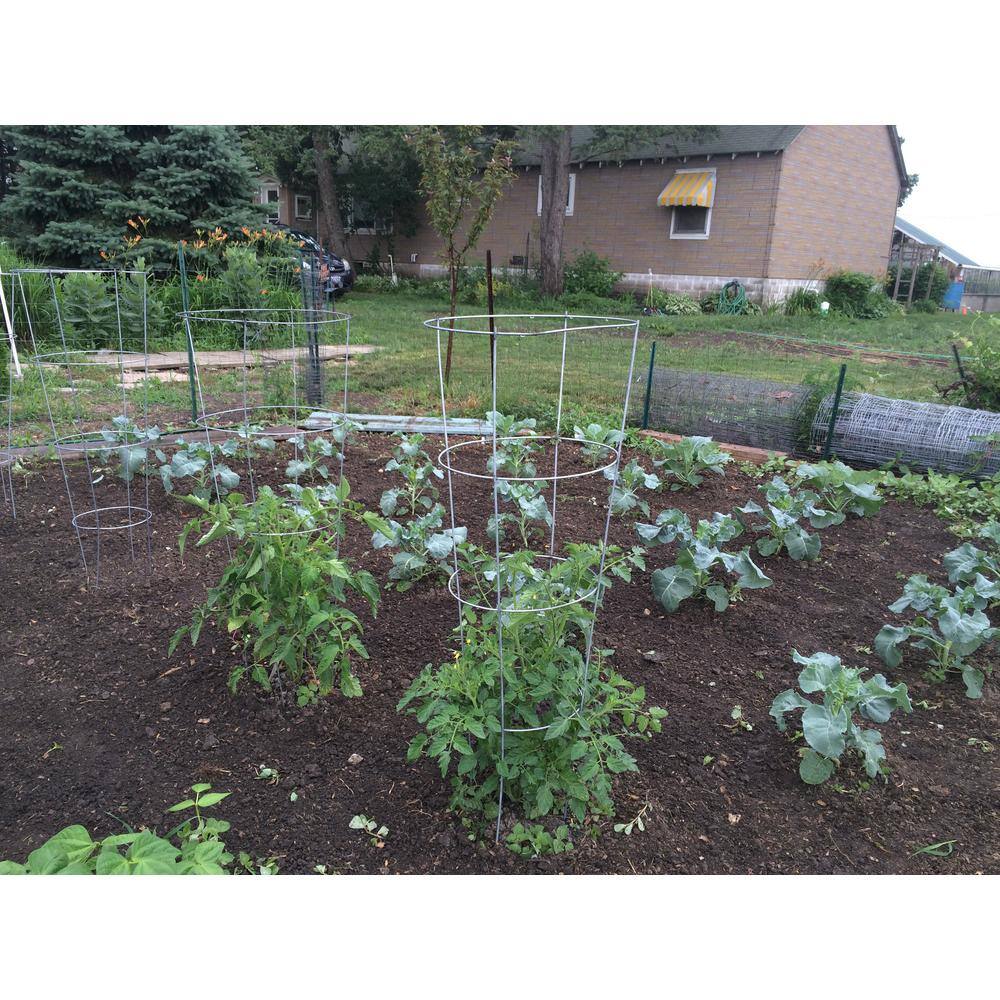 Gardener's Blue Ribbon 54 in. Galvanized Tomato Cage 901592A