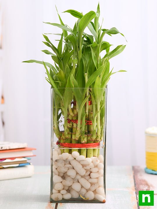 3 Layer Lucky Bamboo in a Glass Vase with Pebbles