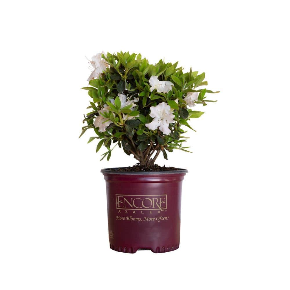 ENCORE AZALEA 1 Gal. Autumn Lily Shrub with Brilliant White and Purple Streaking Reblooming Flowers 80441