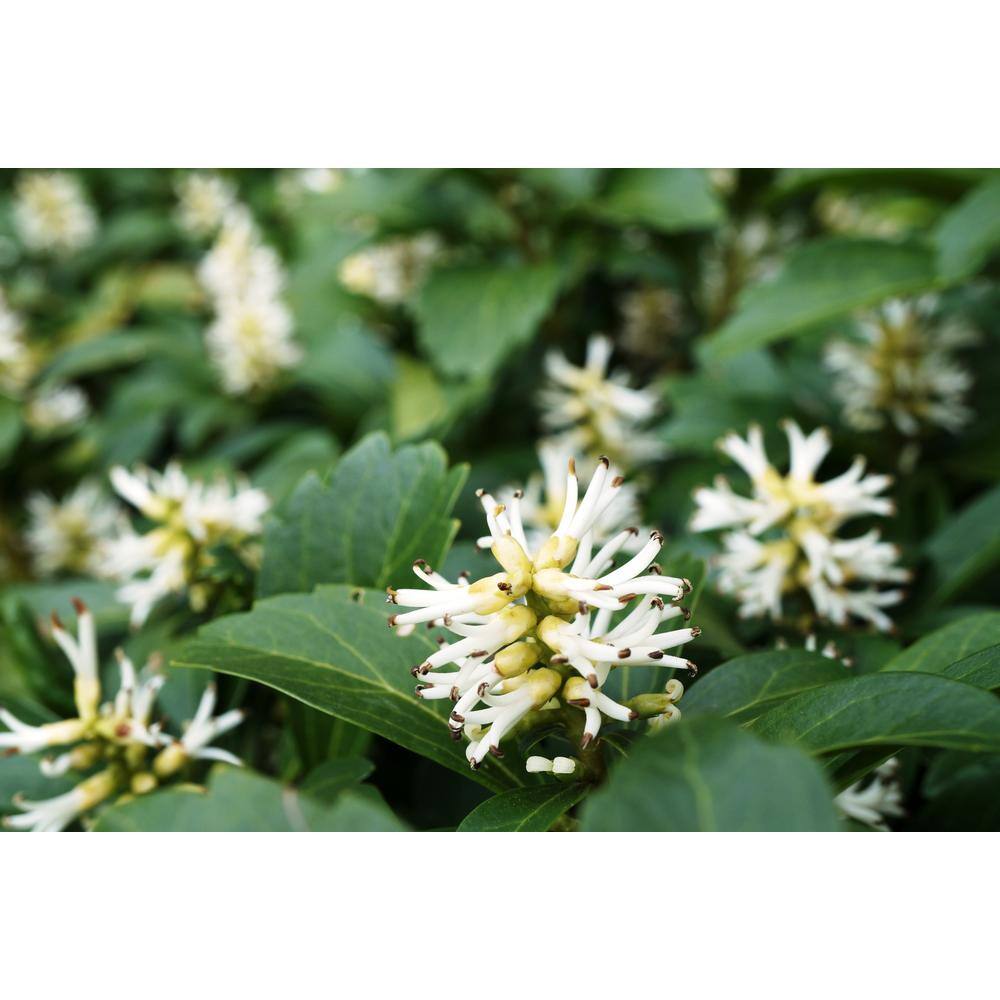 BELL NURSERY 4 in. Pachysandra Live Perennial Groundcover Plant (6-Pack) PACHY4GRE6PK