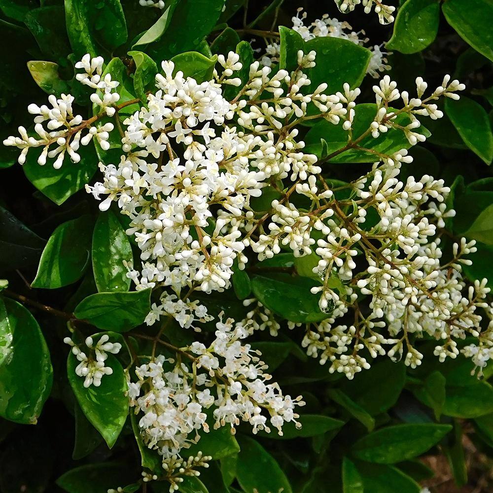 #7 Pot White Flowering Waxleaf Ligustrum Evergreen Shrub LIGWAX07G