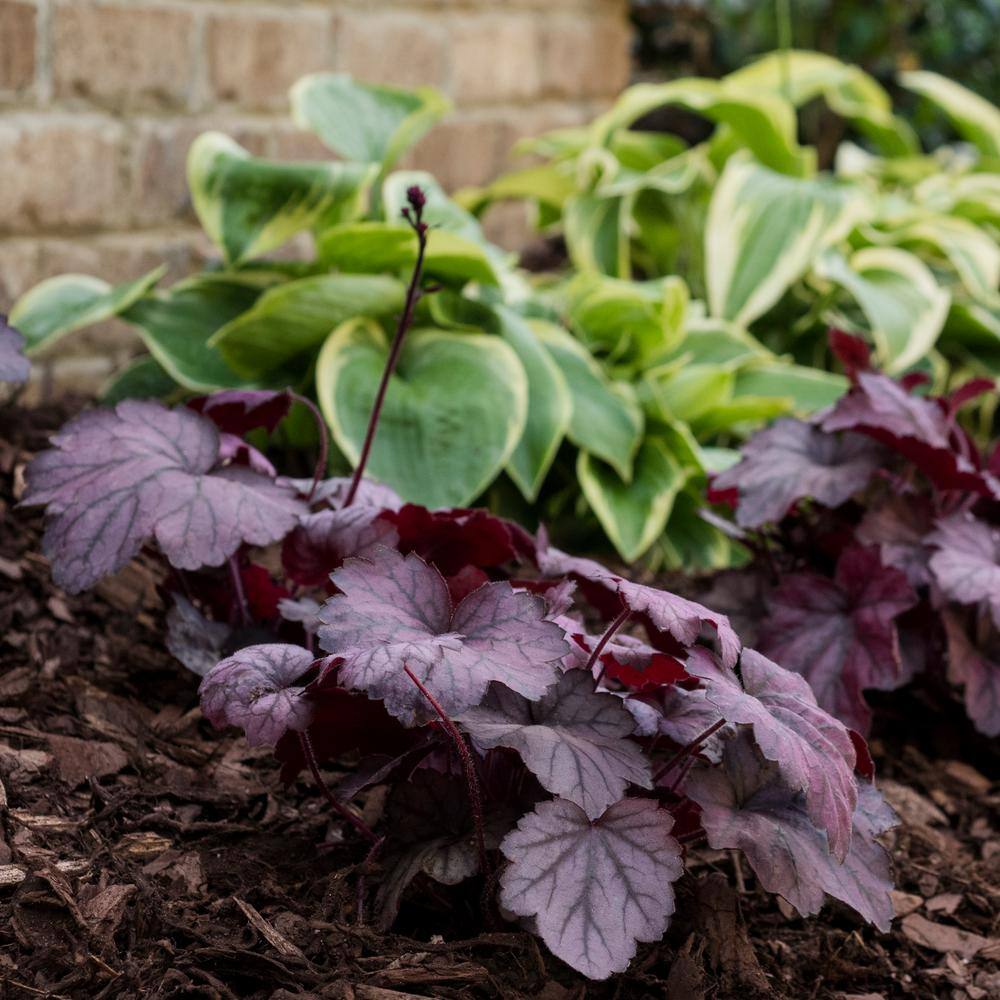 METROLINA GREENHOUSES 2.5 Qt. Proven Winners Heuchera Dolce Wildberry Perennial Plant (3-Pack) 4547