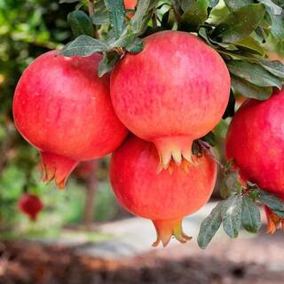 1 Gal. Parfianka Pomegranate Tree POMPAR01G