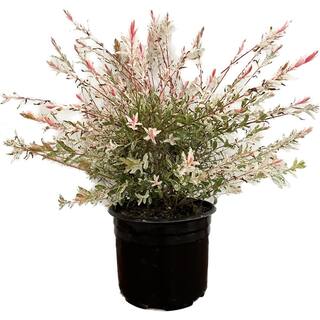 2.25 Gal. Dappled Willow (Salix) Live Shrub with Green White Pink Foliage 820103