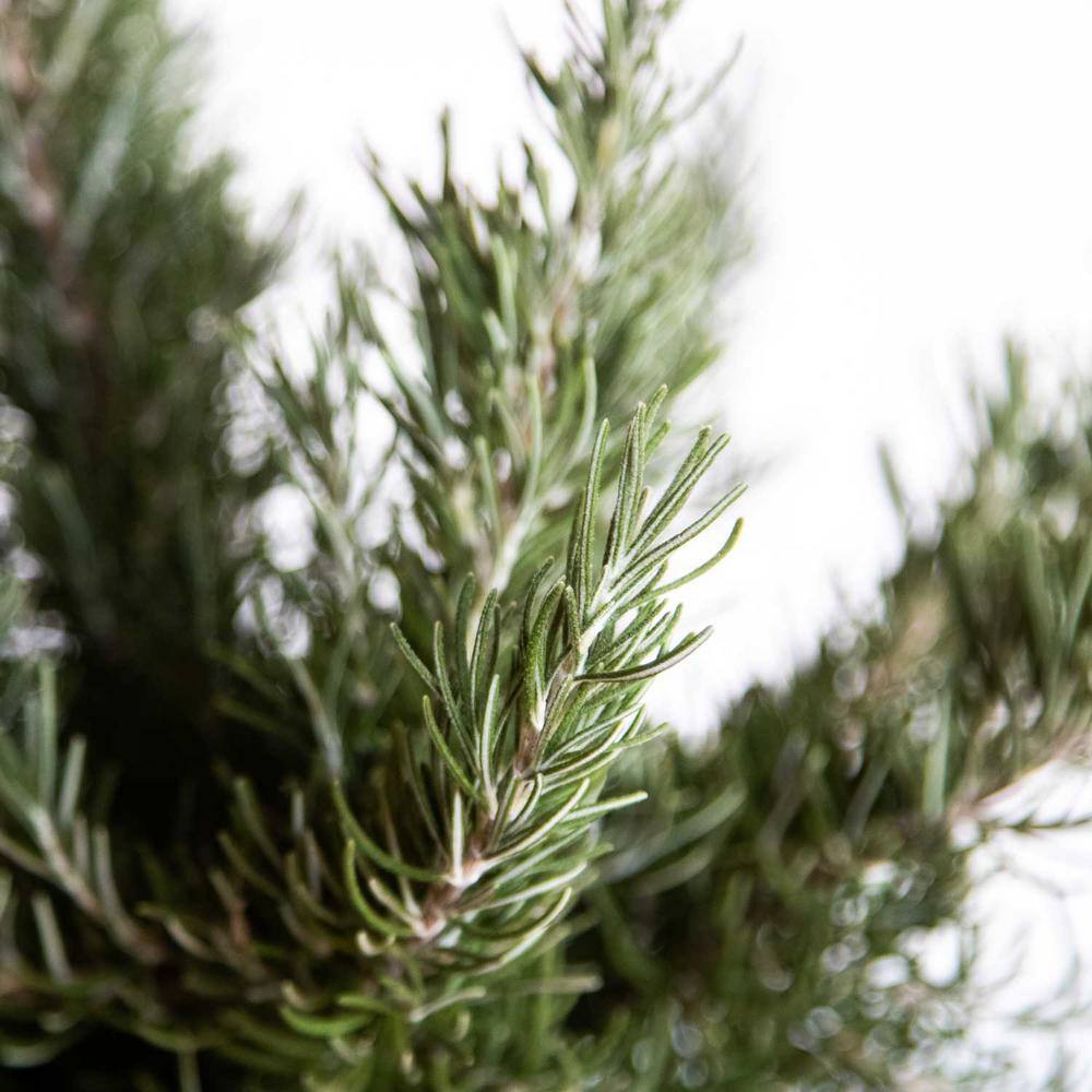 SOUTHERN LIVING 1.5 Gal. Chef's Choice Rosemary Shrub Live Potted Herb Plant 74542TSL