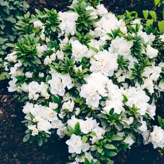 national PLANT NETWORK 2.25 Gal. Azalea Hardy Gardenia Flowering Shrub with White Blooms HD7039
