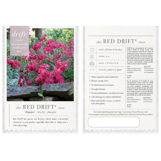 Drift 3 Gal. Red Drift Rose Bush with Red Flowers (2-Pack) THD00085