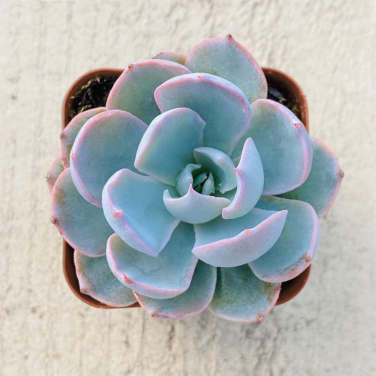 Succulent Plants， Echeveria desmetiana de Smet Rosette Succulent Fully Rooted in 2” Planter