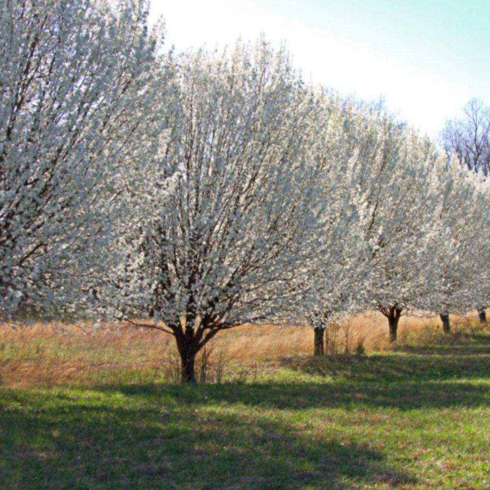 Southern Living 7 Gal. Hood Pear Tree PEAHOO07G