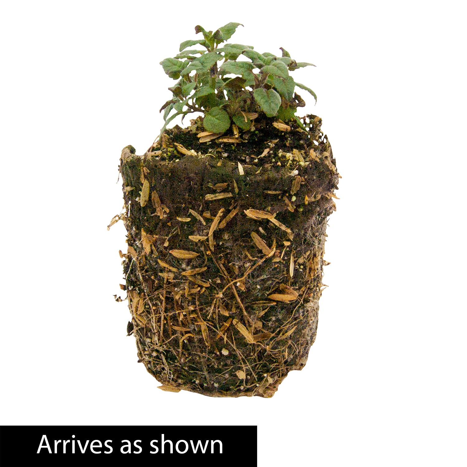 Hot Paprika Coreopsis Dormant Bare Root Flowering Perennial Plant grown in a 2 inch pot (1-Pack)