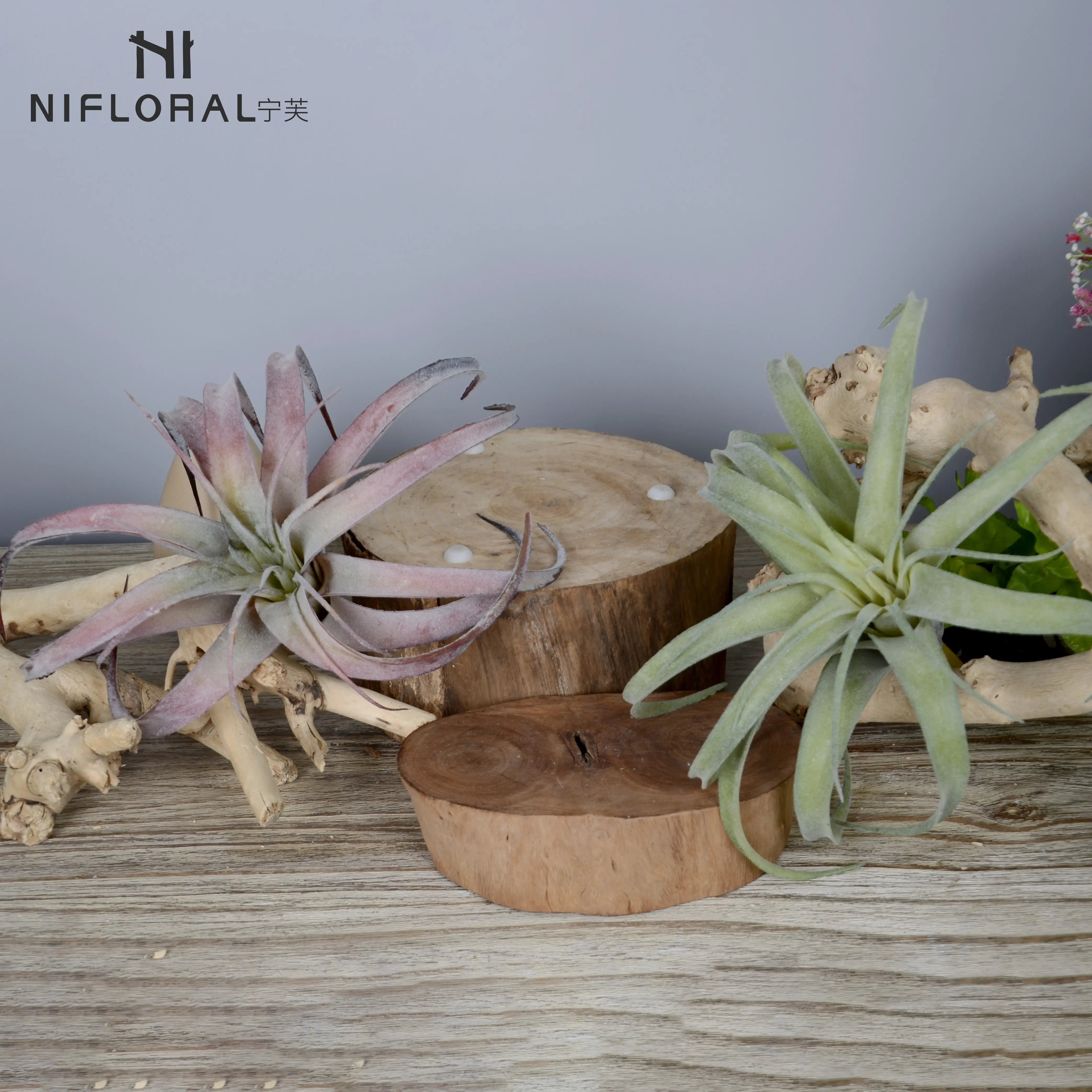 Top selling wholesale cheap price air plants succulent indoor garden greenery air plant