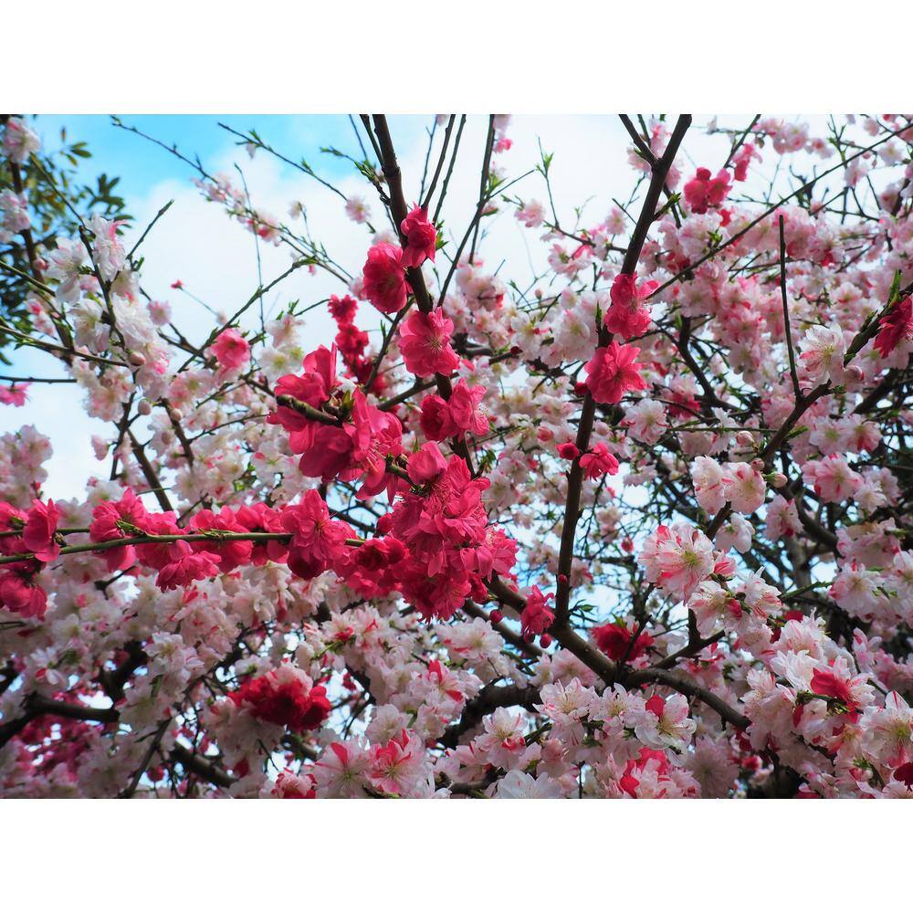 Online Orchards Double Red Flowering Peach Tree (Bare Root 3 ft. to 4 ft. Tall) FLPH001
