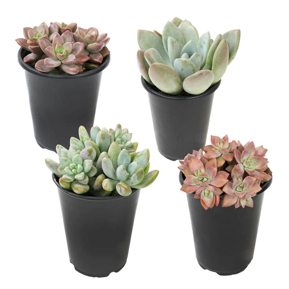 SMART PLANET 1 qt. Graptosedum Assorted Succulents (4-Pack) 0872635