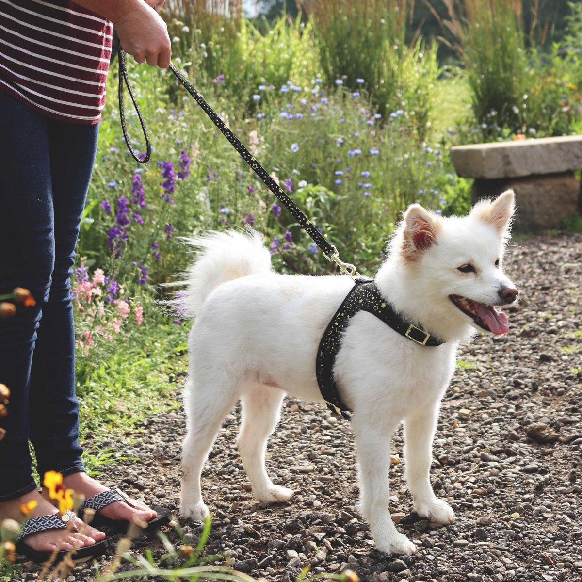 Accent Fashion Metallic Adjustable Dog Harness