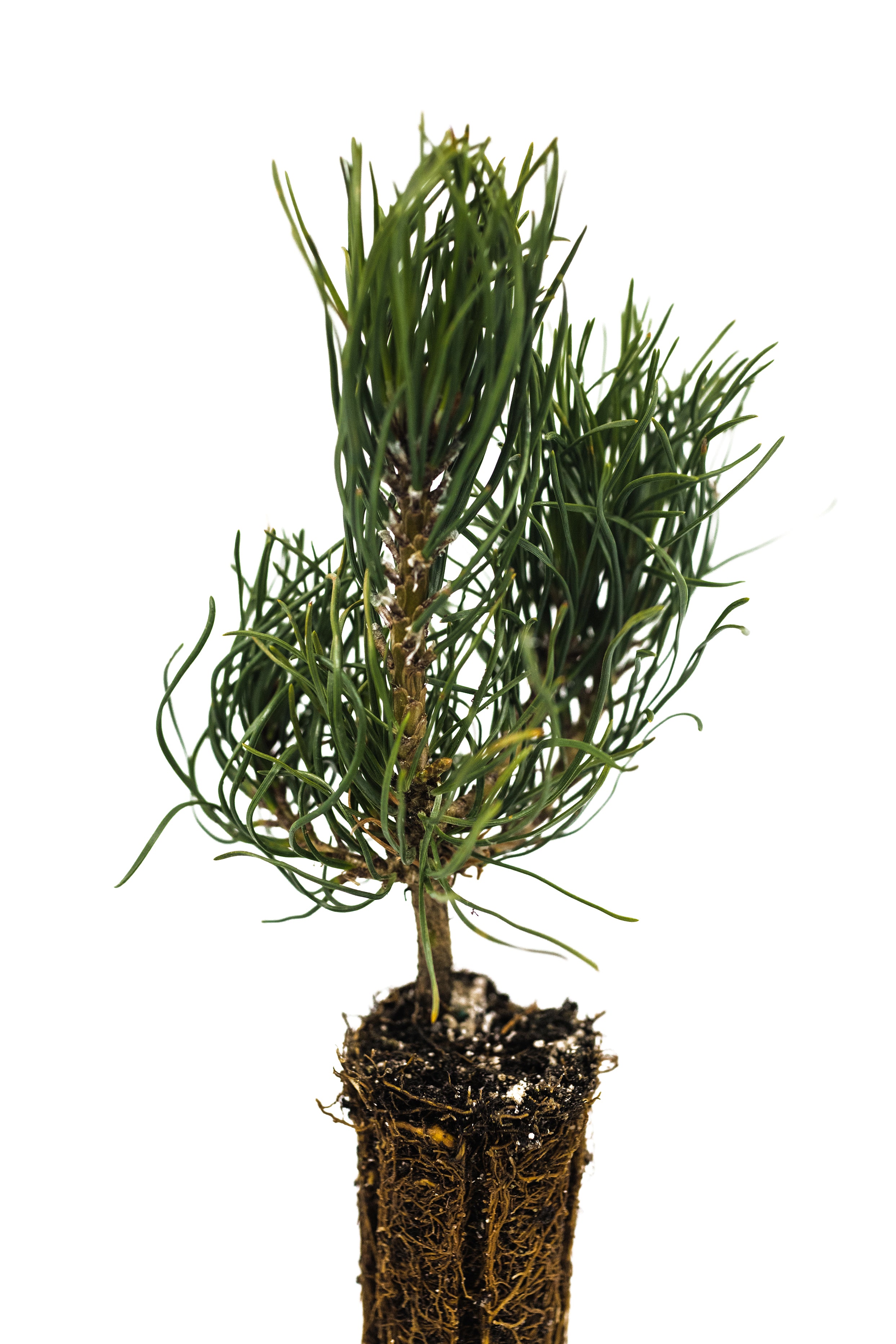 Mugo Pine | Small Tree Seedling | The Jonsteen Company