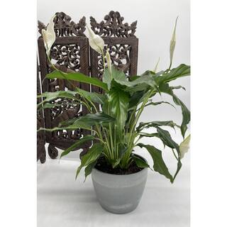 EVERBLOOM GROWERS INC. 6 in. Spathiphyllum Plant in Deco Pot 6SPATH