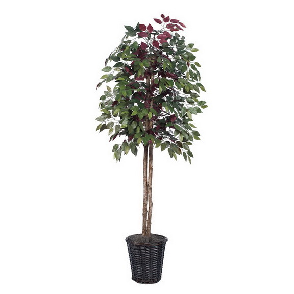 Vickerman Capensia tree