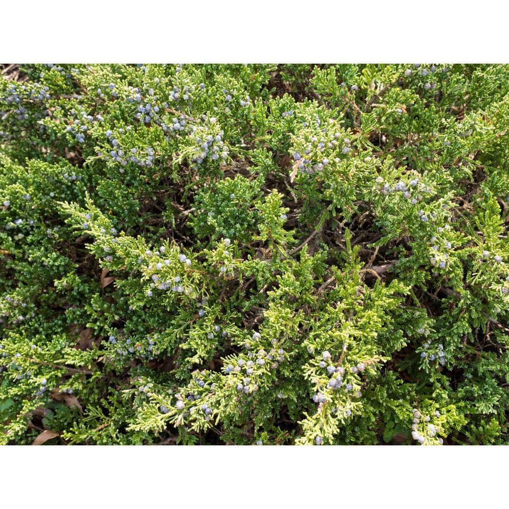 Online Orchards 1 Gal. Sea Green Juniper Shrub Fountain Shaped Foliage that Changes to a Darker Green in Winter CFJP001