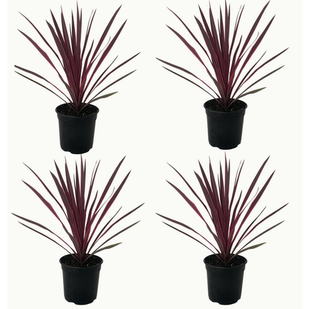 Perennial Grass Cordyline Paso Doble 2.5 qt. (4-Pack) 1253