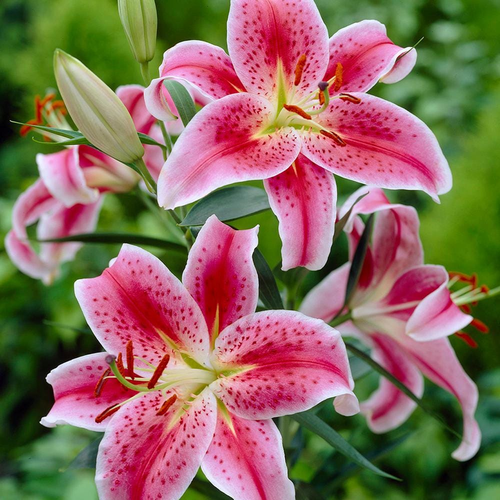 VAN ZYVERDEN Lilies Oriental Stargazer Bulbs (Set of 2) 83499