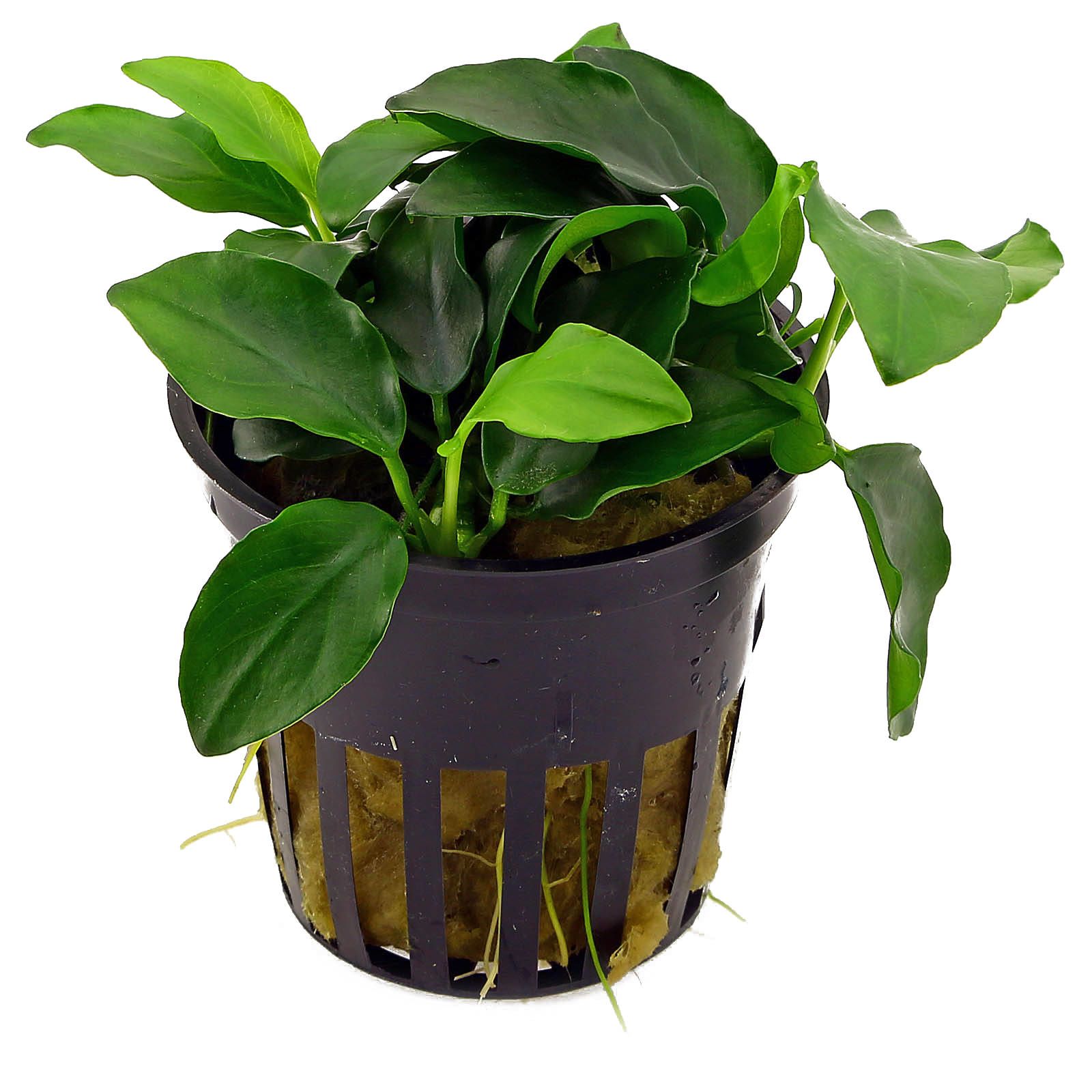 Anubias Barteri (Nana Petite) Small Live Aquarium Plants BUY2 GET1 FREE