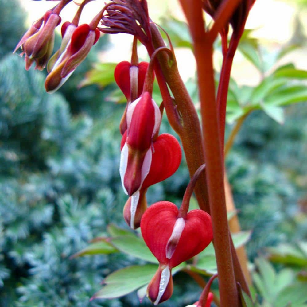 VAN ZYVERDEN Bleeding Hearts Valentine Roots (Set of 2) 83870