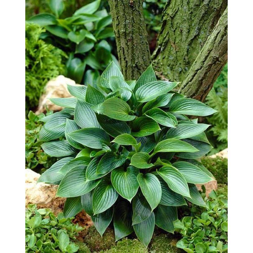 BELL NURSERY 1 Qt. Green Hosta Mix Live Flowering Perennial Plant (Pack of 4) HOSTAQTGR4PK