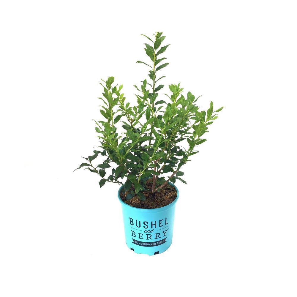 BUSHEL AND BERRY 1 Gal. Bushel and Berry Perpetua Blueberry Live Plant 20658
