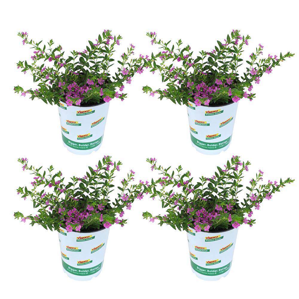 ALTMAN PLANTS 4 in. Cuphea Lavender Lace Plant (4-Pack) 0881220