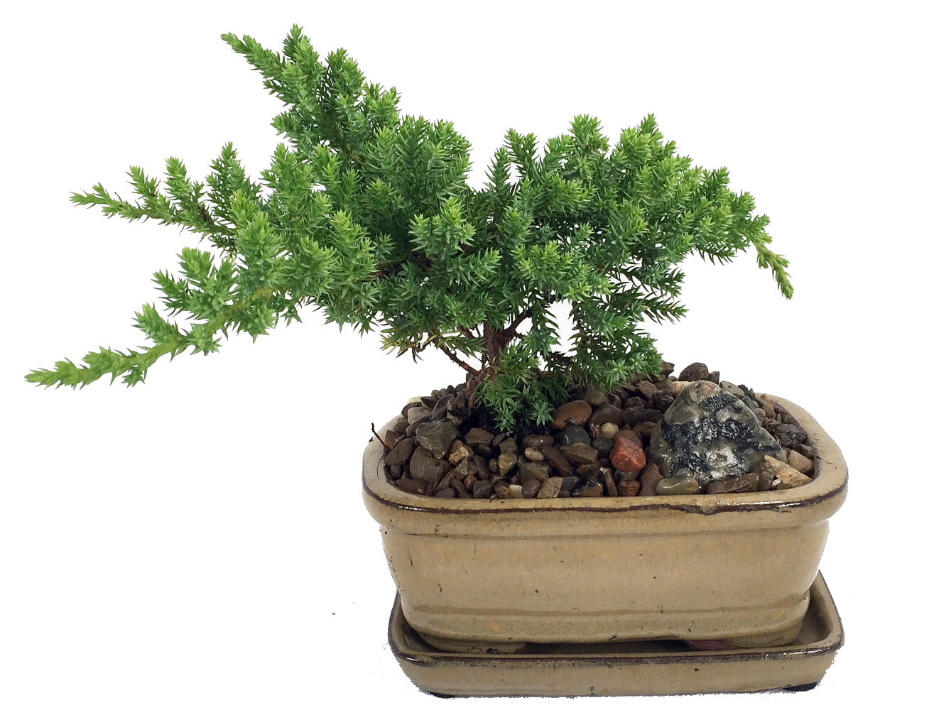 Japanese Juniper Bonsai Plant - 6