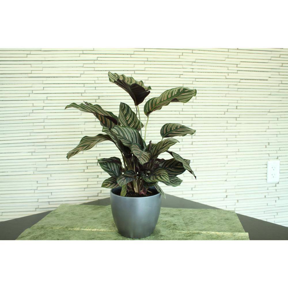 Costa Farms Grower's Choice Calathea Indoor Plant in 6 in. White Pot Avg. Shipping Height 10 in. Tall CO.CMD07.3.CYL