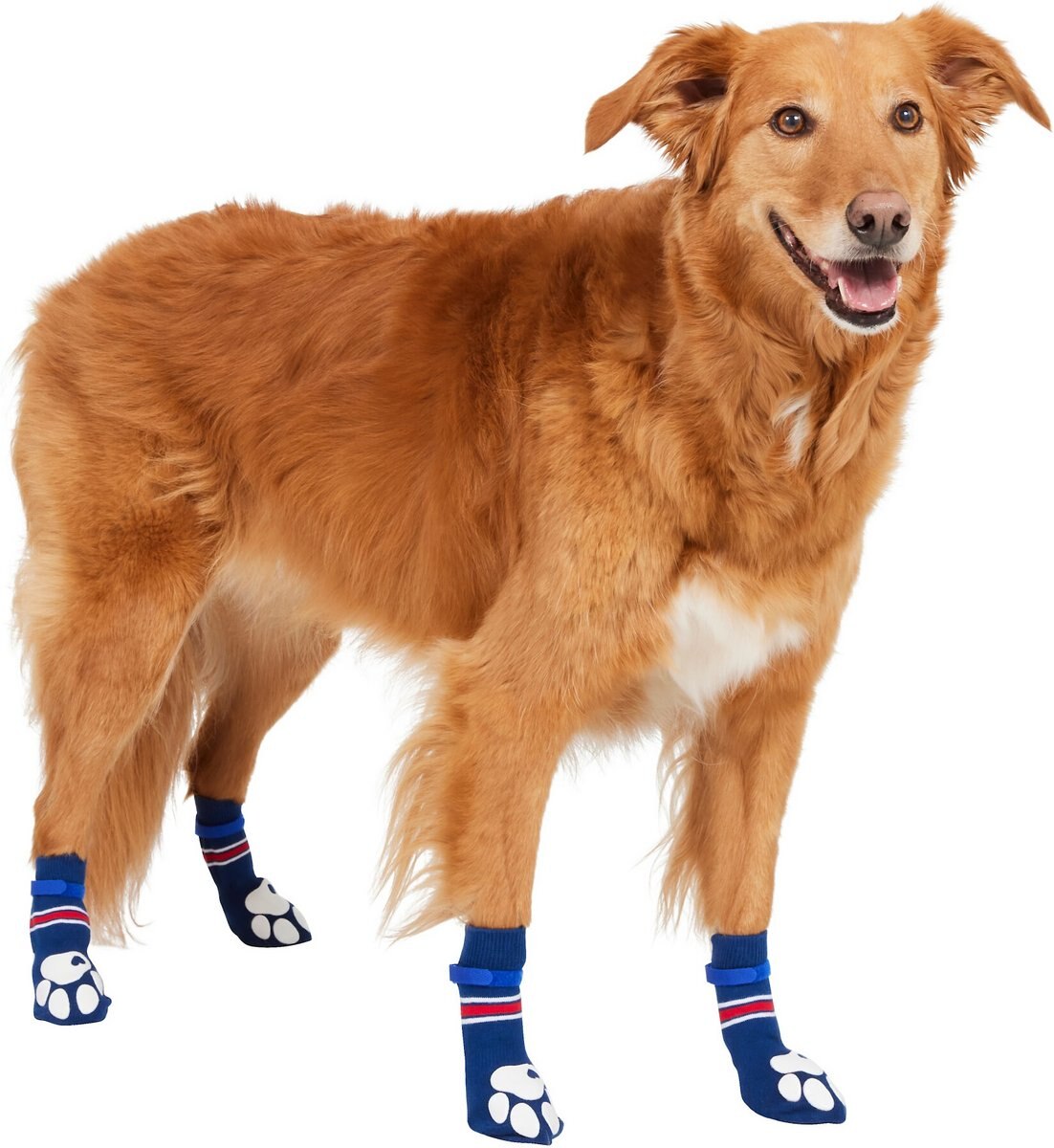 Frisco Non-Skid Navy Dog Socks， Red and White Stripe