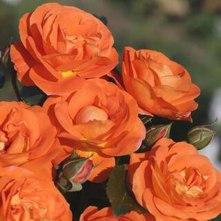 national PLANT NETWORK Bareroot Veranda Mango Floribunda Rose (2-Piece) HD1394