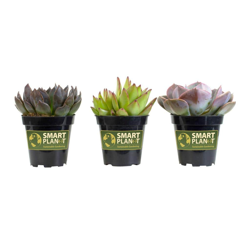 SMART PLANET 9 cm. Assorted Desert Rose Echeveria Succulent Plant (3-Pack) 0881005