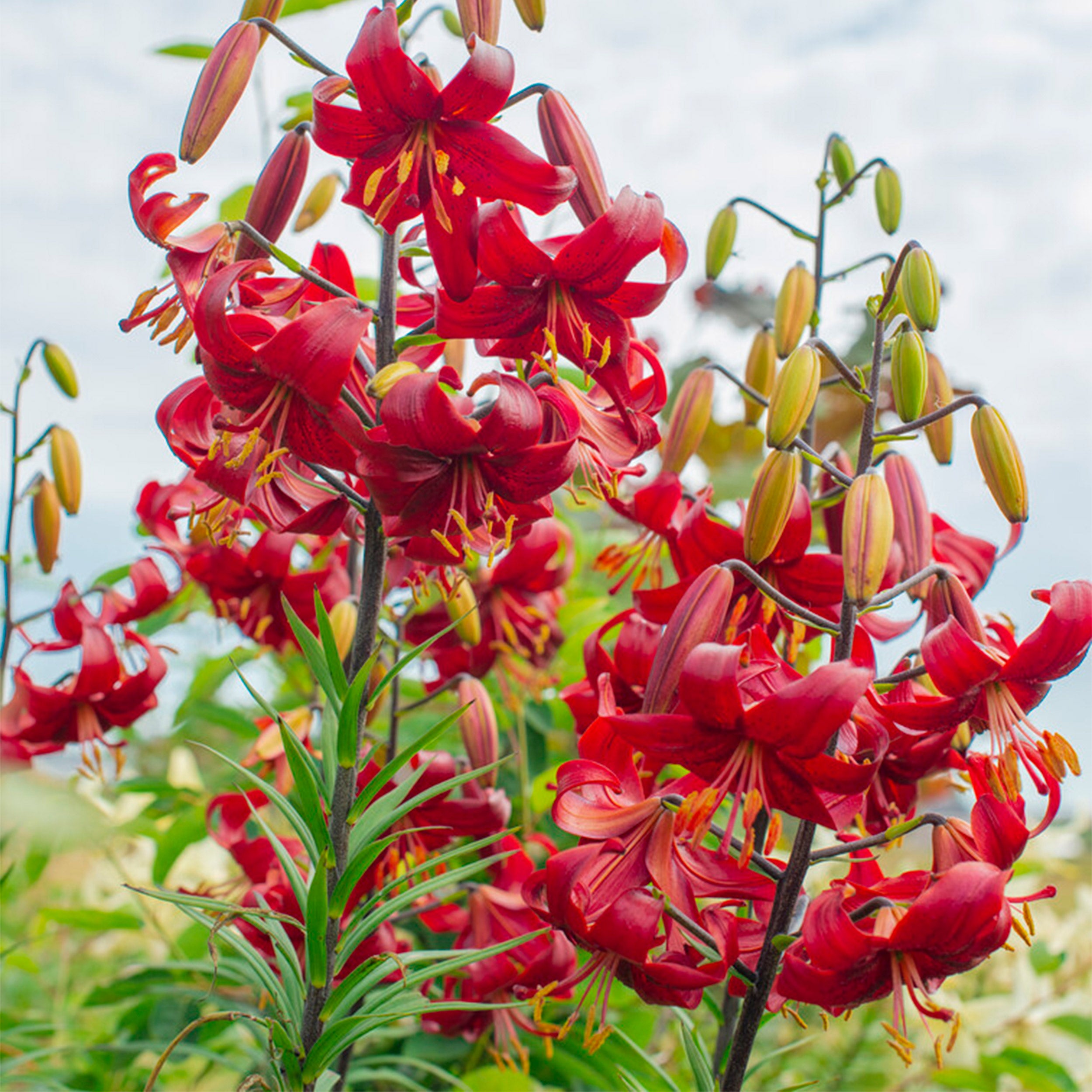 Garden State Bulb Asiatic Lily Red Velvet Flower Bulbs， 14/16cm (Bag of 10)