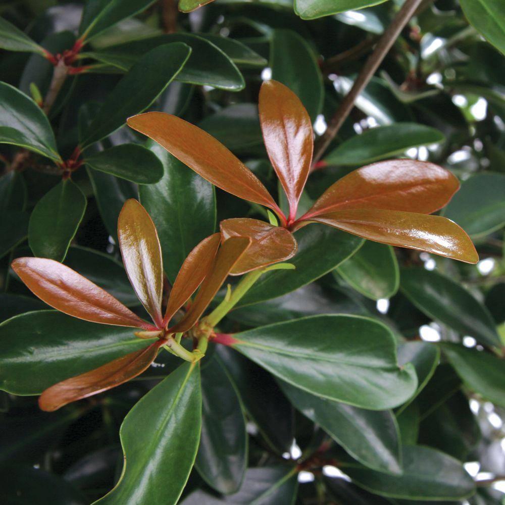 SOUTHERN LIVING 3 Gal. Leann Cleyera - Live Mid-Sized Evergreen Shrub Glossy Foliage 54983