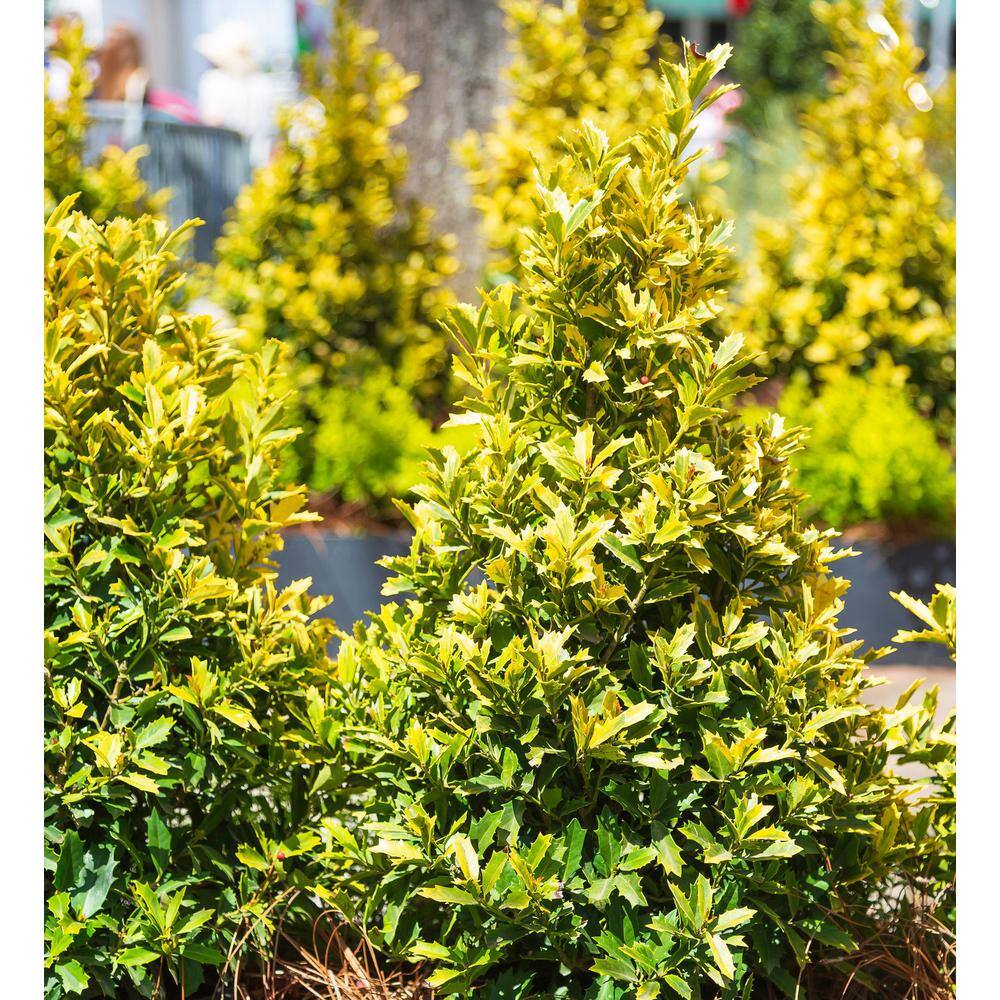 SOUTHERN LIVING 3 Gal. Golden Oakland Holly Tree with Pyramidal Yellow and Green Variegated Foliage 30203