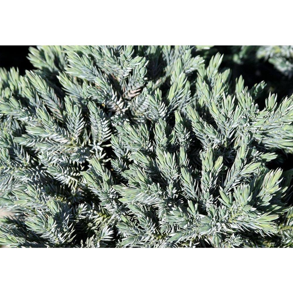 1.5 Gal. Blue Star Juniper Live Shrub with Icy Blue Folliage 1000043170