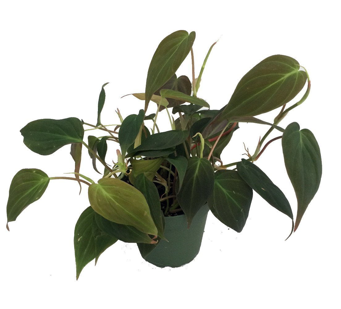 Rare Velvet Leaf Bronze Micans Vine - Philodendron - Easy to Grow - 4