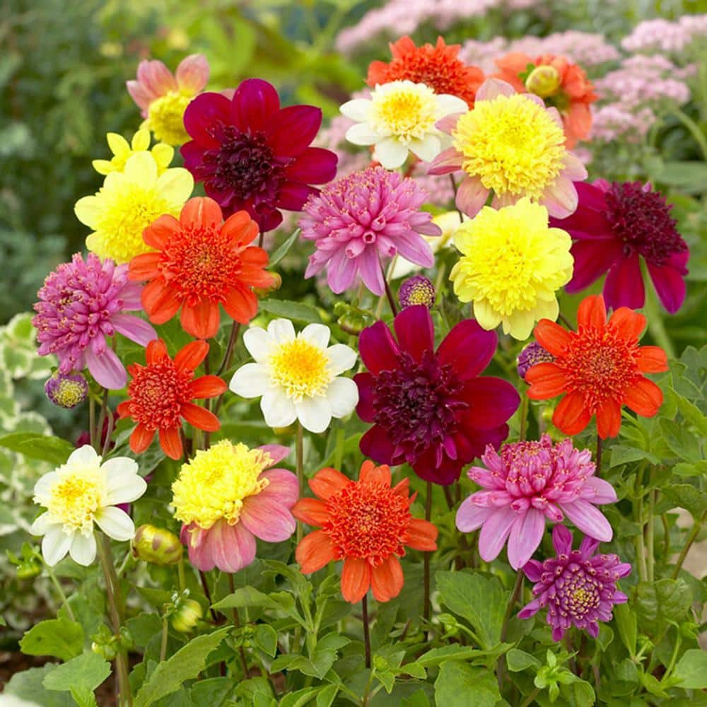 Garden State Bulb Dahlia Anemone Mixed Live Flower Tubers (Bag of 4) ECS-09-04-01