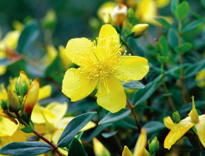 Hypericum 'Sunburst'