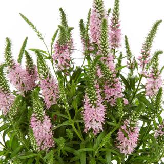 METROLINA GREENHOUSES 2.5 qt. Veronica Speedwell Magic Show Pink Potion Plant with Pink Blossoms in Grower Pot 1008974560