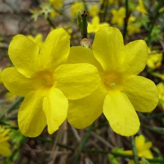 national PLANT NETWORK 2.5 qt. Winter Jasmine Flowering Shrub with Yellow Flowers HD7174