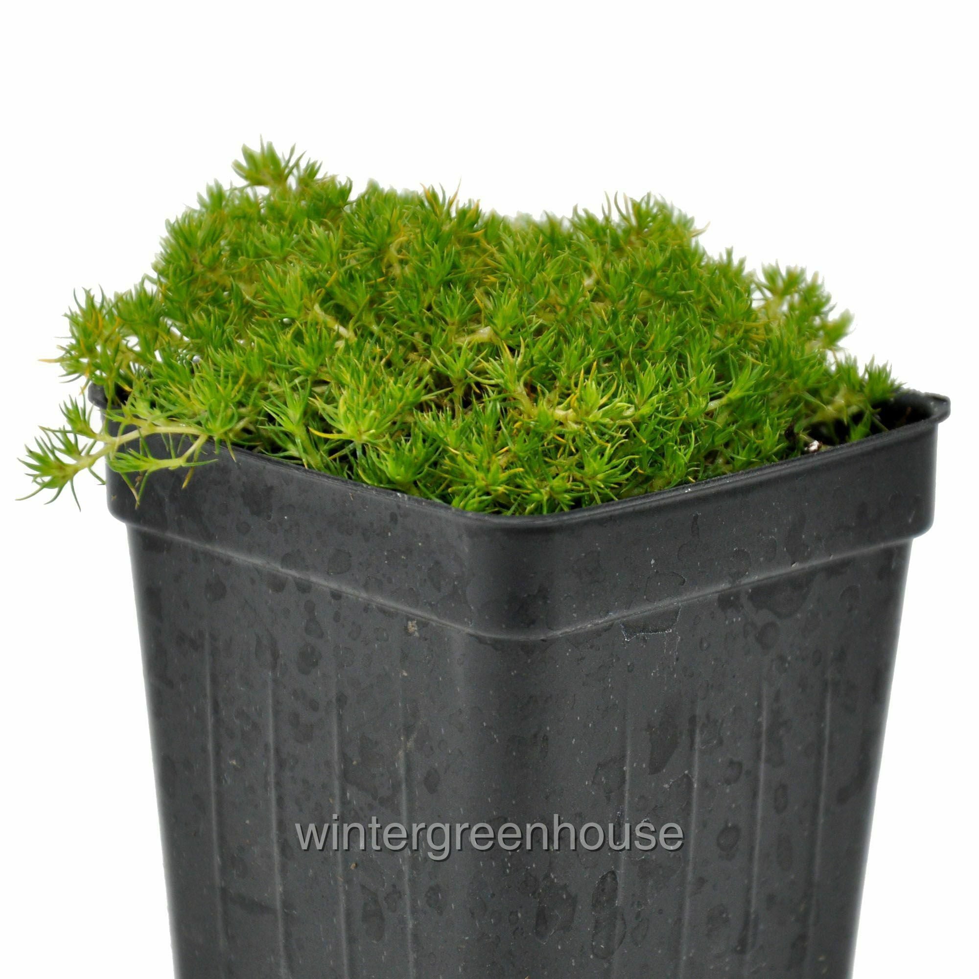 Scleranthus Biflorus， Australian Astroturf - Pot Size: 3