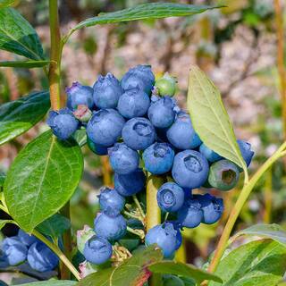 SOUTHERN LIVING 2 Gal. I Declare Blueberry Plant 19606